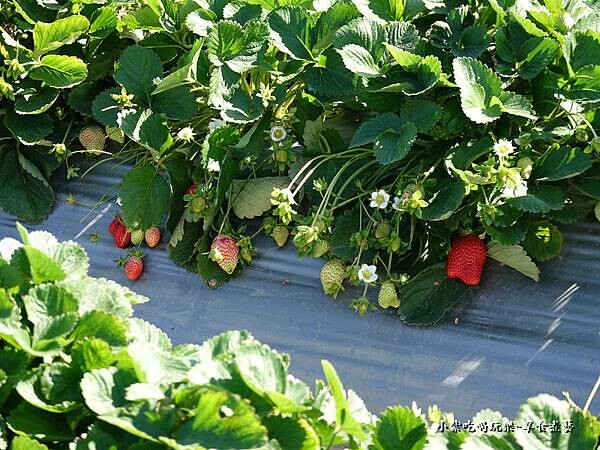可採到3月底-舞夜天草莓園.jpg