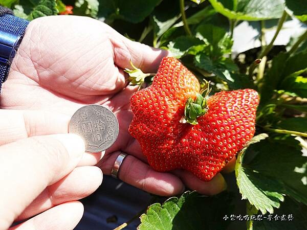 好大顆-舞夜天草莓園 (1).jpg
