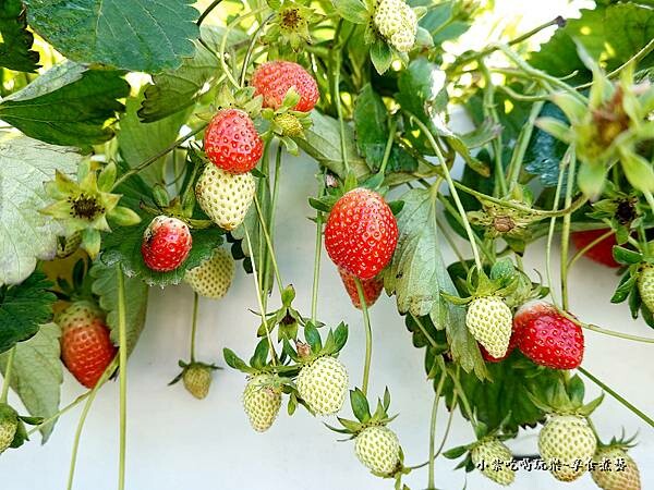 舞夜天高架草莓園 (3).jpg