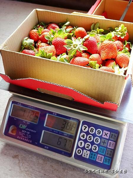 台斤秤重-舞夜天草莓園0.jpg