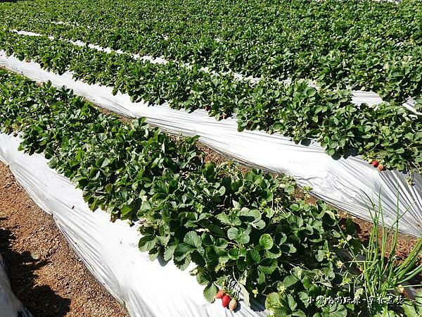 地面採草莓-舞夜天草莓園 (1).jpg