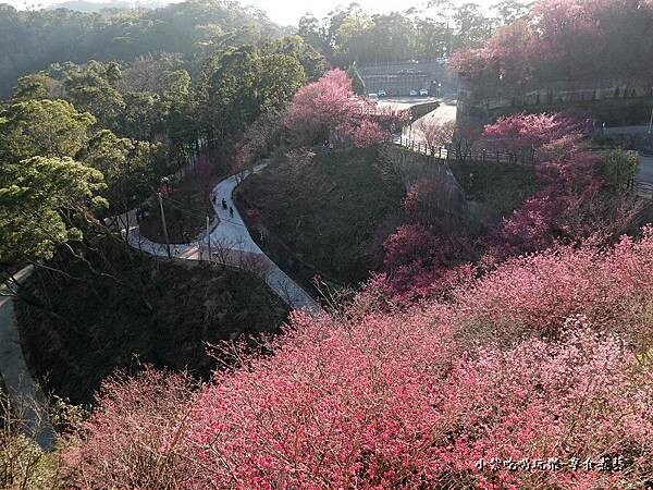 2023協雲宮山櫻花 (4).jpg