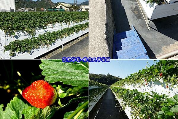 舞夜天高架草莓園 (8).jpg