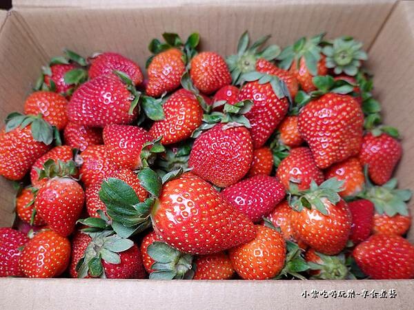1-30採草莓-舞夜天草莓園.jpg