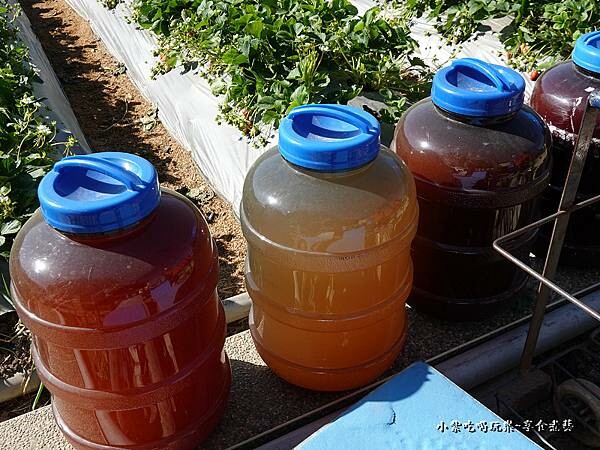 自培養光合菌-舞夜天草莓園 (1).jpg