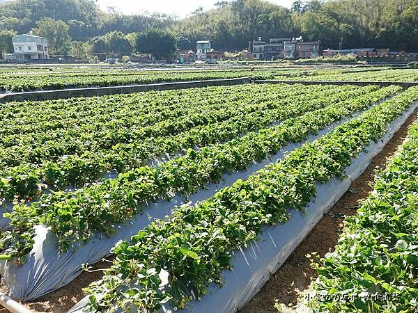 地面採草莓-舞夜天草莓園 (4).jpg