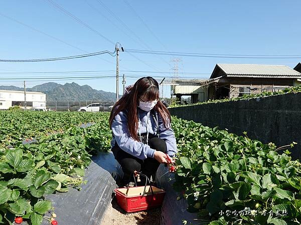 自採草莓-舞夜天草莓園 (2).jpg