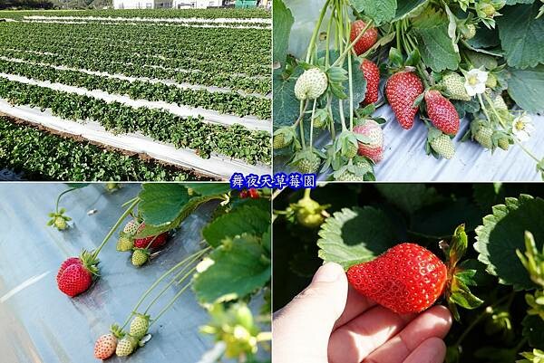 舞夜天草莓園4併.jpg