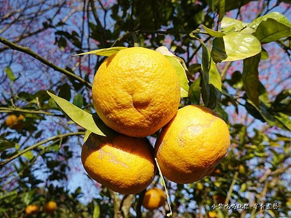 巧遇露營區旁櫻花步道 (4).jpg