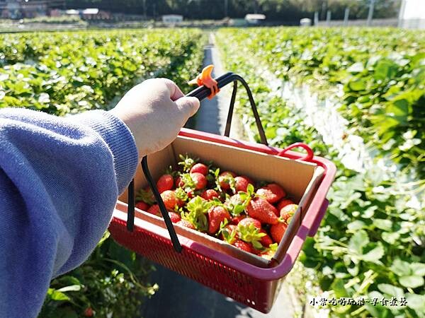 舞夜天高架草莓園 (7).jpg
