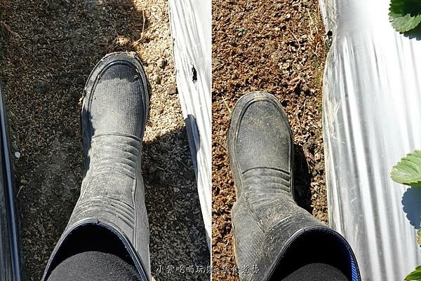 有雨鞋可穿-舞夜天草莓園.jpg