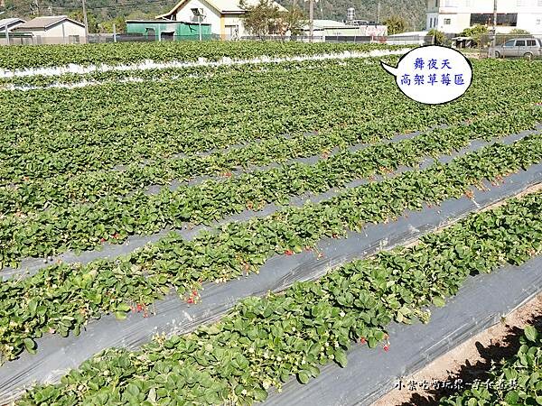 1區高架草莓-舞夜天草莓園.jpg