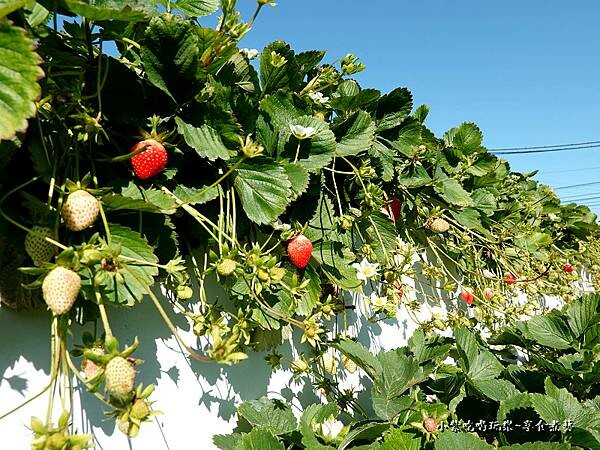 舞夜天高架草莓園 (4).jpg