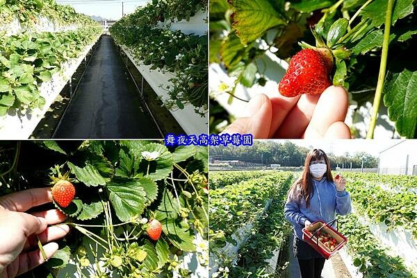 舞夜天高架草莓園 (9).jpg