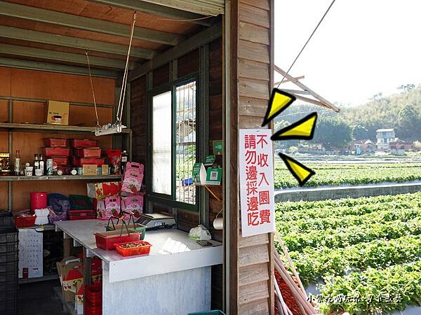 不收入園費-舞夜天草莓園.jpg