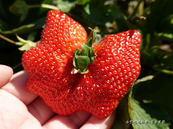 好大顆-舞夜天草莓園 (2).jpg