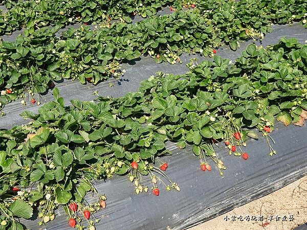 採草莓-舞夜天草莓園 (6).jpg