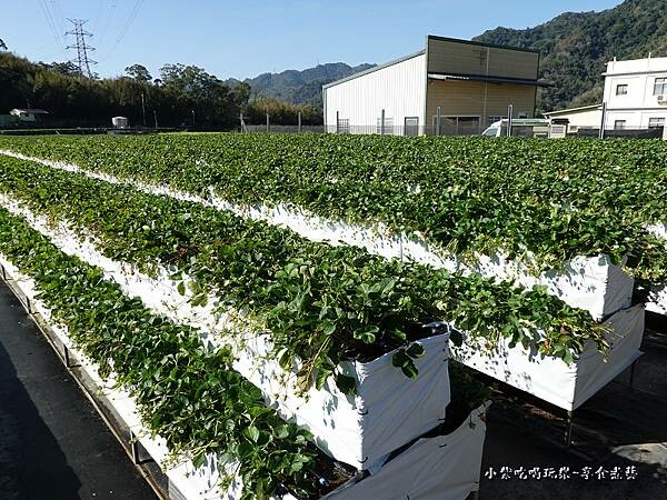 舞夜天高架草莓園 (2).jpg