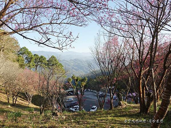 巧遇露營區旁櫻花步道 (5).jpg