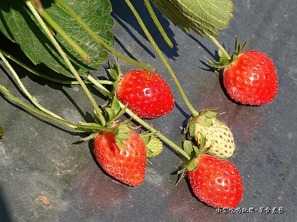 採草莓-舞夜天草莓園 (7).jpg