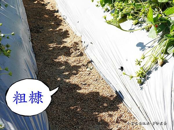 地面採草莓-舞夜天草莓園 (2).jpg