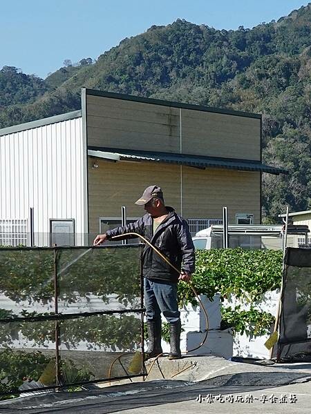 澆水-舞夜天草莓園.jpg