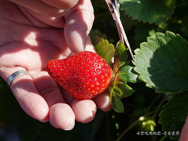 採草莓-舞夜天草莓園 (2).jpg
