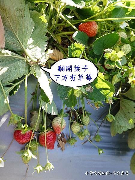 採草莓-舞夜天草莓園 (5).jpg