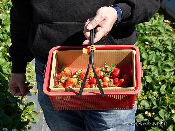 哥採的-舞夜天草莓園.jpg