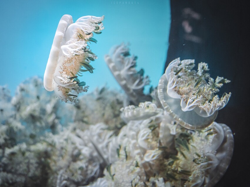 台灣第一座海洋公園,你去過了嗎?