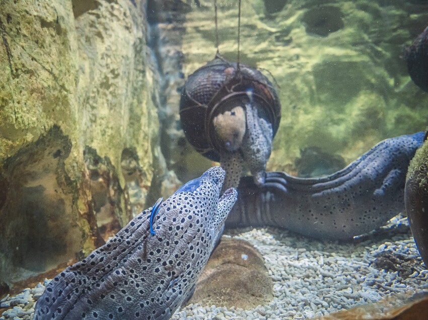 台灣第一座海洋公園,你去過了嗎?