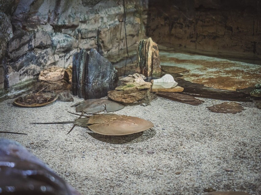 台灣第一座海洋公園,你去過了嗎?