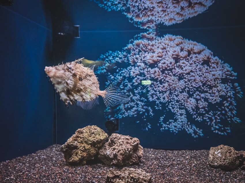 台灣第一座海洋公園,你去過了嗎?