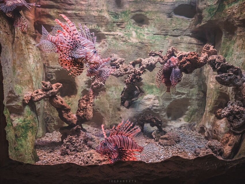 台灣第一座海洋公園,你去過了嗎?