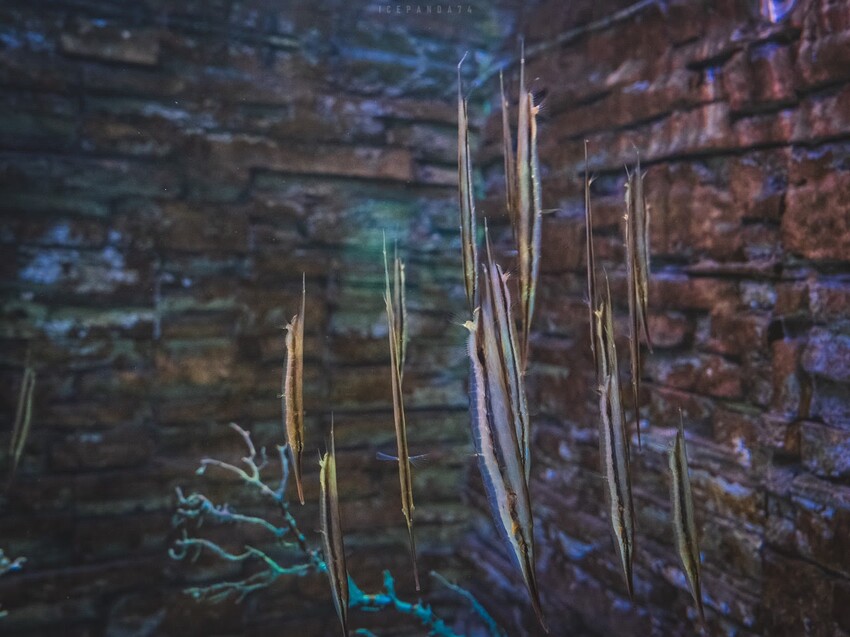 台灣第一座海洋公園,你去過了嗎?