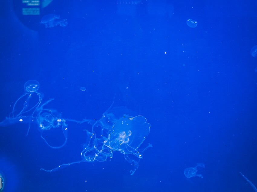 台灣第一座海洋公園,你去過了嗎?