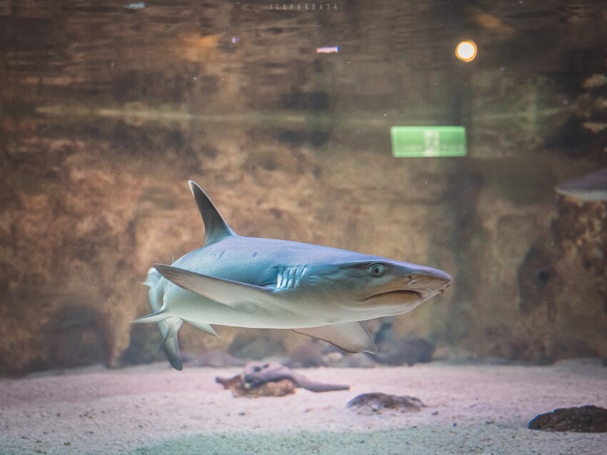 台灣第一座海洋公園,你去過了嗎?