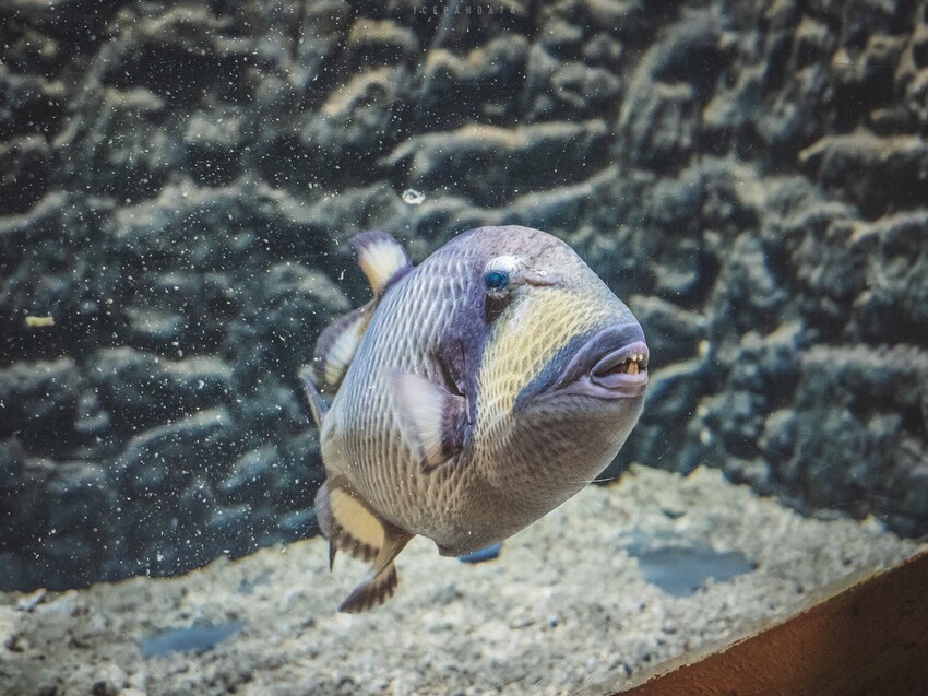 台灣第一座海洋公園,你去過了嗎?