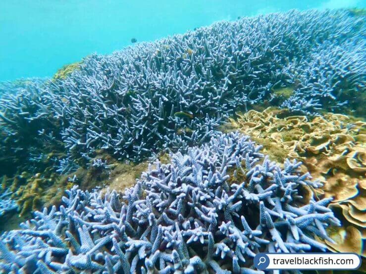 【澎湖南方四島國家公園】驚喜不斷跳島一日遊,浮潛自潛SUP