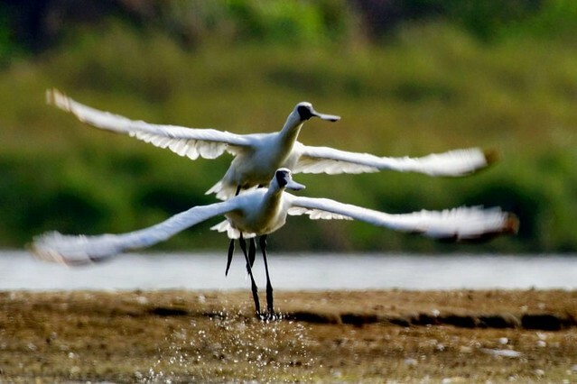 The Movie posters and stills of Taiwan record movie