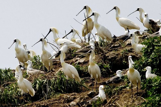 The Movie posters and stills of Taiwan record movie