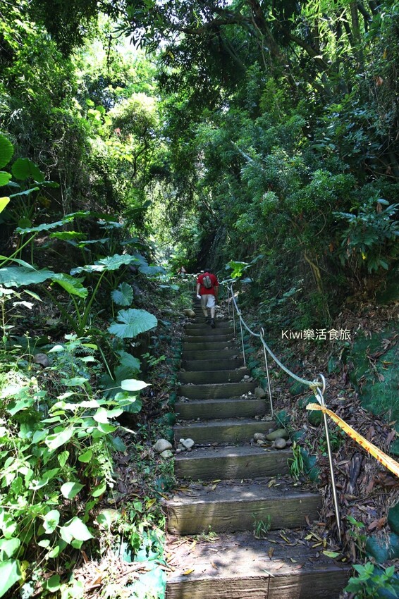 彰化二水豐柏廣場登廟步道｜觀光健行步道親近大自然近距離賞台灣獼猴