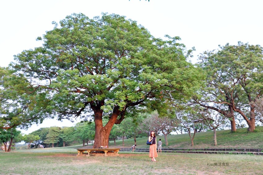 彰化景點大肚溪棒壘球場苦楝樹步道|紫色雪花般的美景.親子運動最佳去處