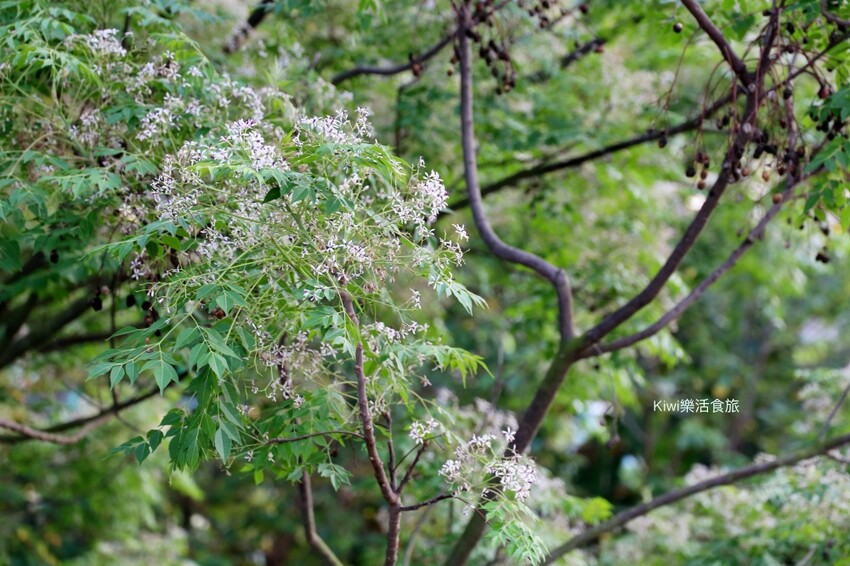 彰化景點大肚溪棒壘球場苦楝樹步道|紫色雪花般的美景.親子運動最佳去處