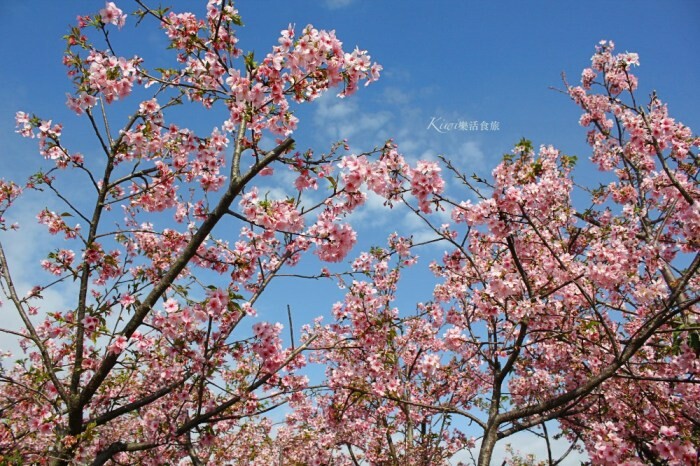 彰化線西景點興麥蛋捲烘焙王國觀光工廠｜超大繽紛蛋糕王國，免門票好吃又好玩