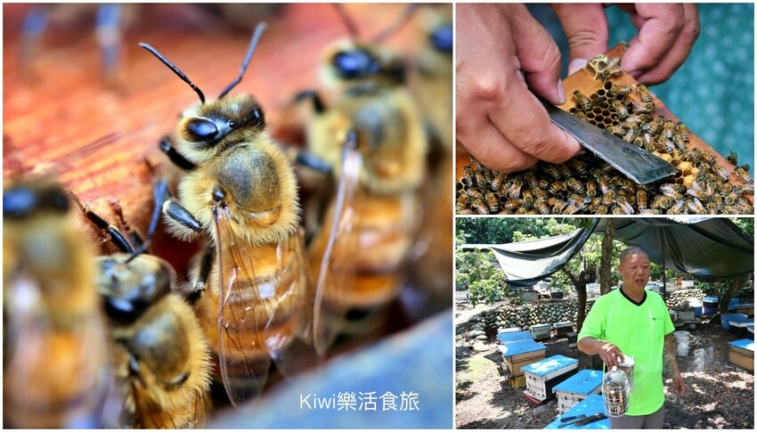 彰化二水景點日華養蜂場|百年歷史日華養蜂場純蜂蜜