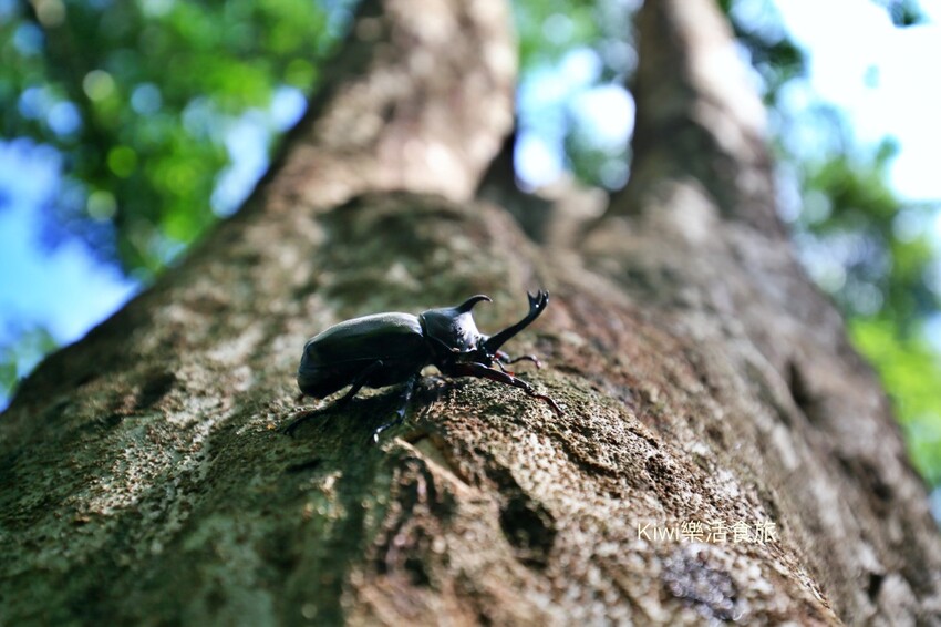 彰化二水豐柏廣場登廟步道｜觀光健行步道親近大自然近距離賞台灣獼猴