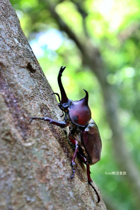 彰化二水豐柏廣場登廟步道｜觀光健行步道親近大自然近距離賞台灣獼猴