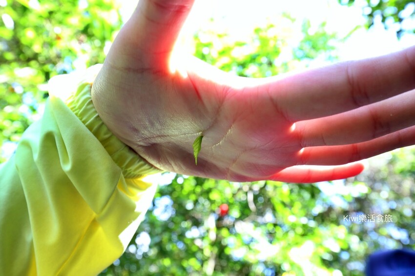 彰化二水豐柏廣場登廟步道｜觀光健行步道親近大自然近距離賞台灣獼猴