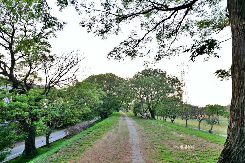 彰化景點大肚溪棒壘球場苦楝樹步道|紫色雪花般的美景.親子運動最佳去處